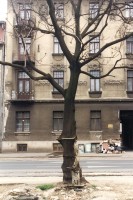 https://antunmaracic.net:443/files/gimgs/th-24_Tree-01-RGB.jpg