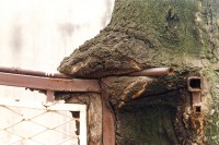 https://antunmaracic.net:443/files/gimgs/th-24_Tree-08-RGB.jpg